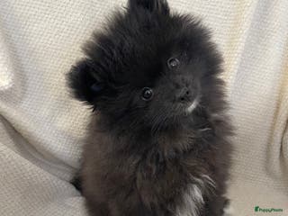 Pomeriaan honden 2 Prachtige pomeriaan/dwergkees pups. 💙💜 - Advertentie 1