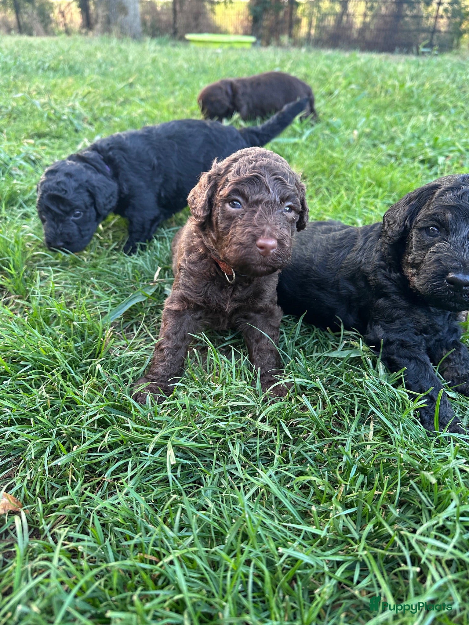 Australian Labradoodle honden Australian labradoodle puppy’s  - Advertentie 3