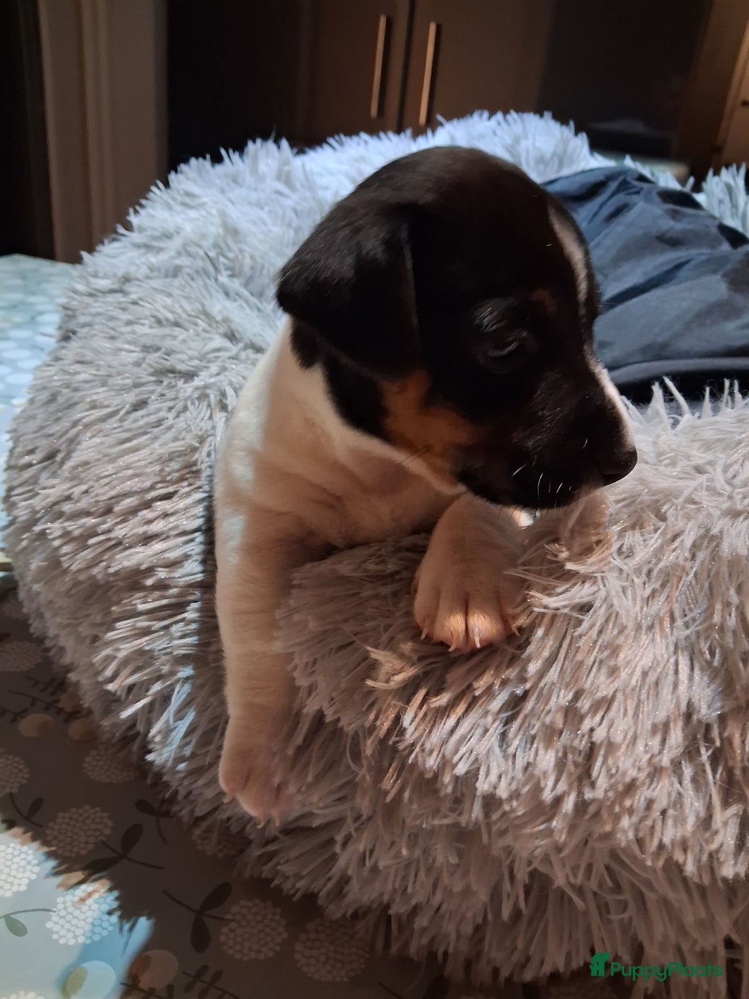 Jack Russel Terriër honden te koop: Jack russelpups opgevoed in gezin met 2 kids - Advertentie 3