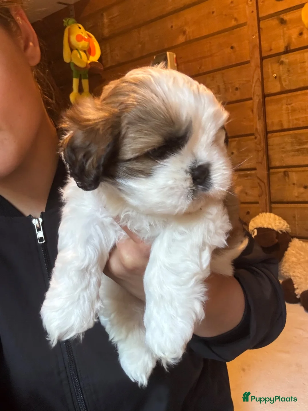 Shih Tzu honden te koop: Shitzu puppy  - Advertentie 2