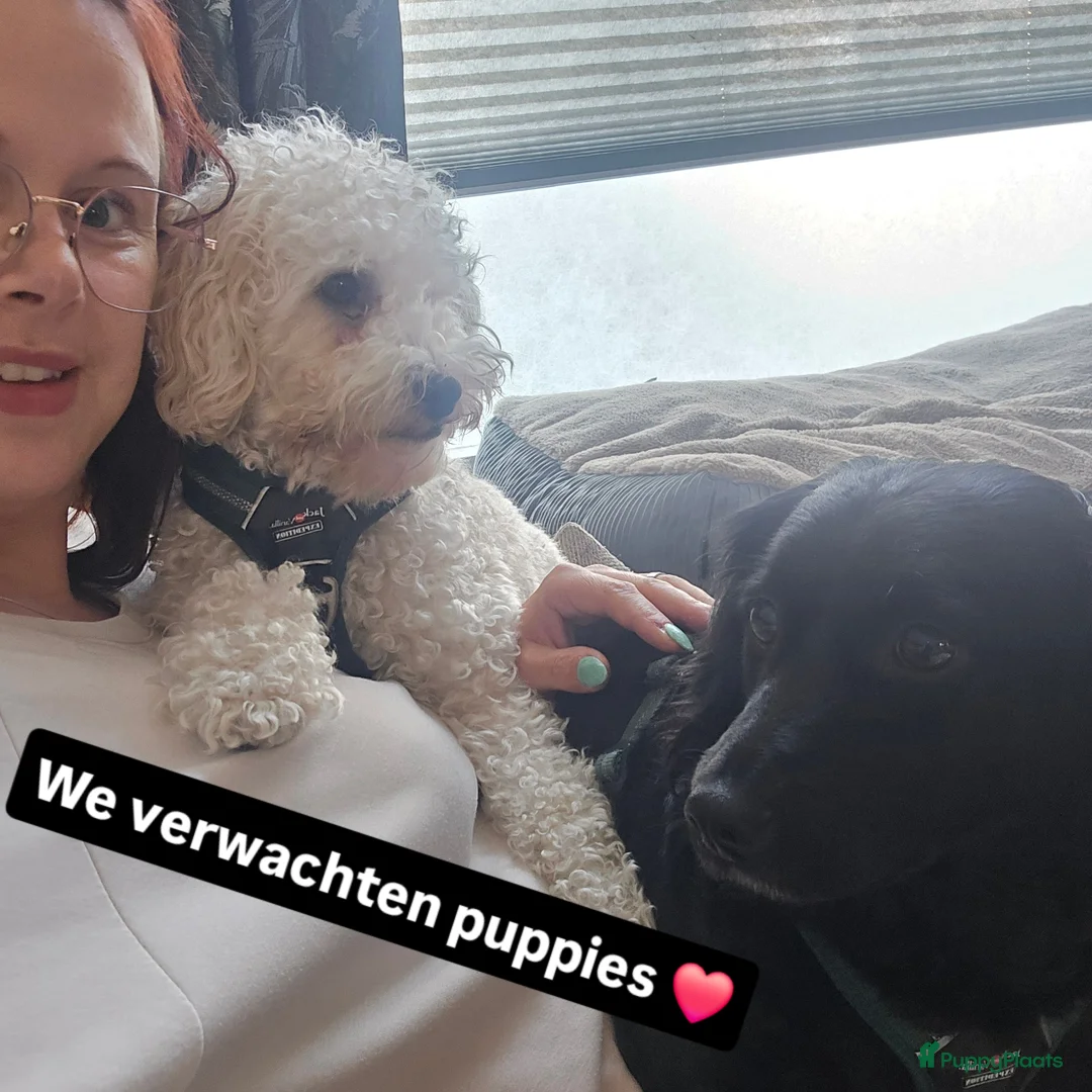 Galerij afbeelding {{count}}