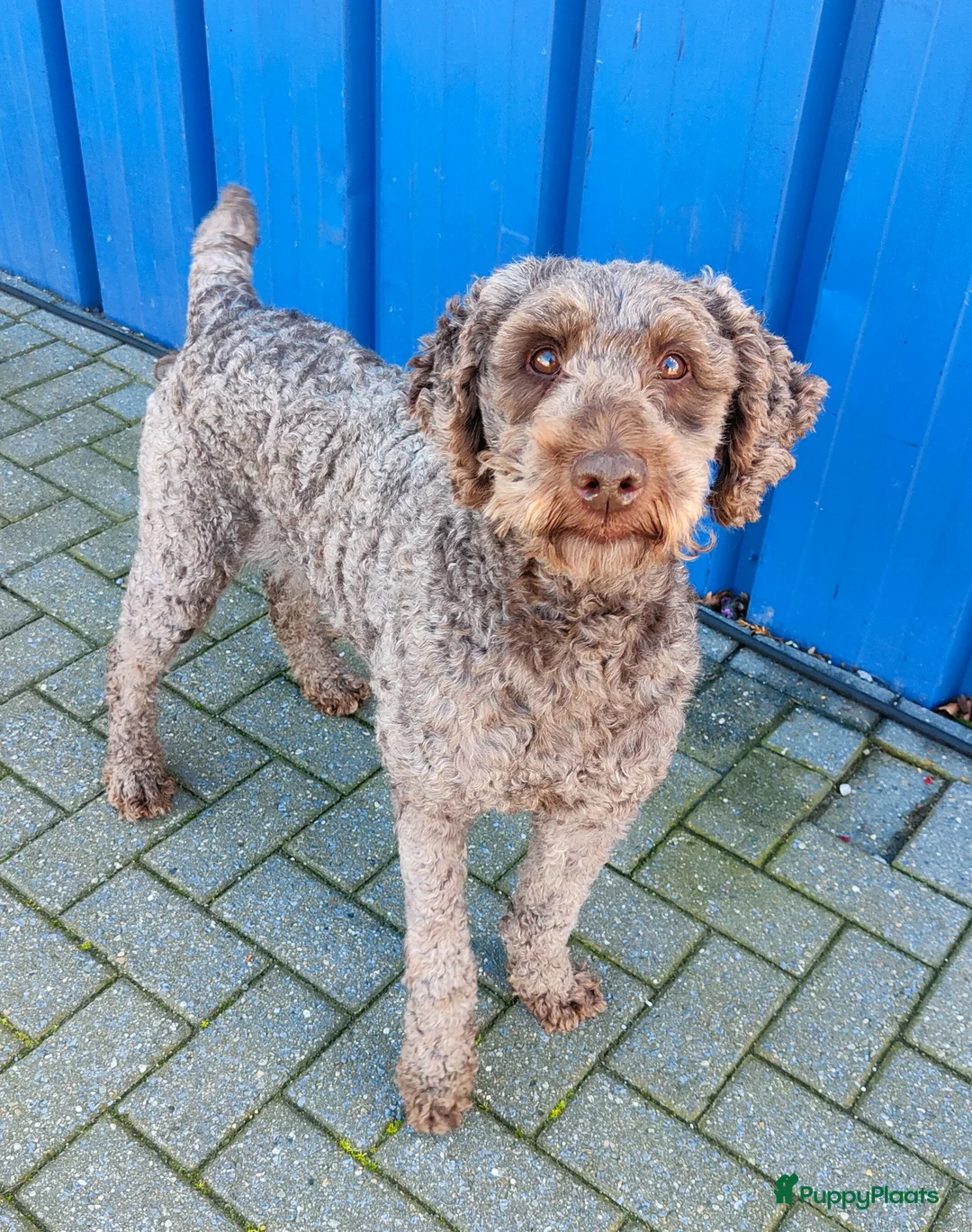 Labradoodle honden te koop: supermooi zwarte f4 multigen labradoodle pups - Advertentie 19