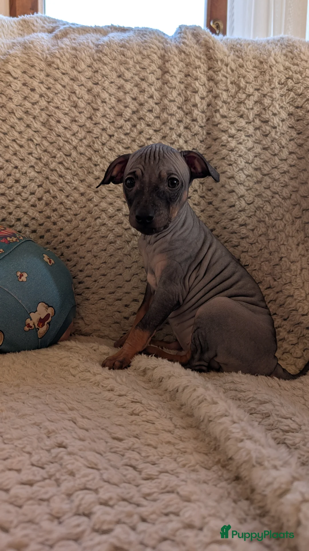 Amerikaanse Naakthond honden te koop: Amerikaanse naakthonden  - Advertentie 3