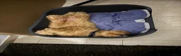 Labradoodle honden te koop: Labradoodle Puppy Looking for a Loving Home in Uden - Advertentie 3