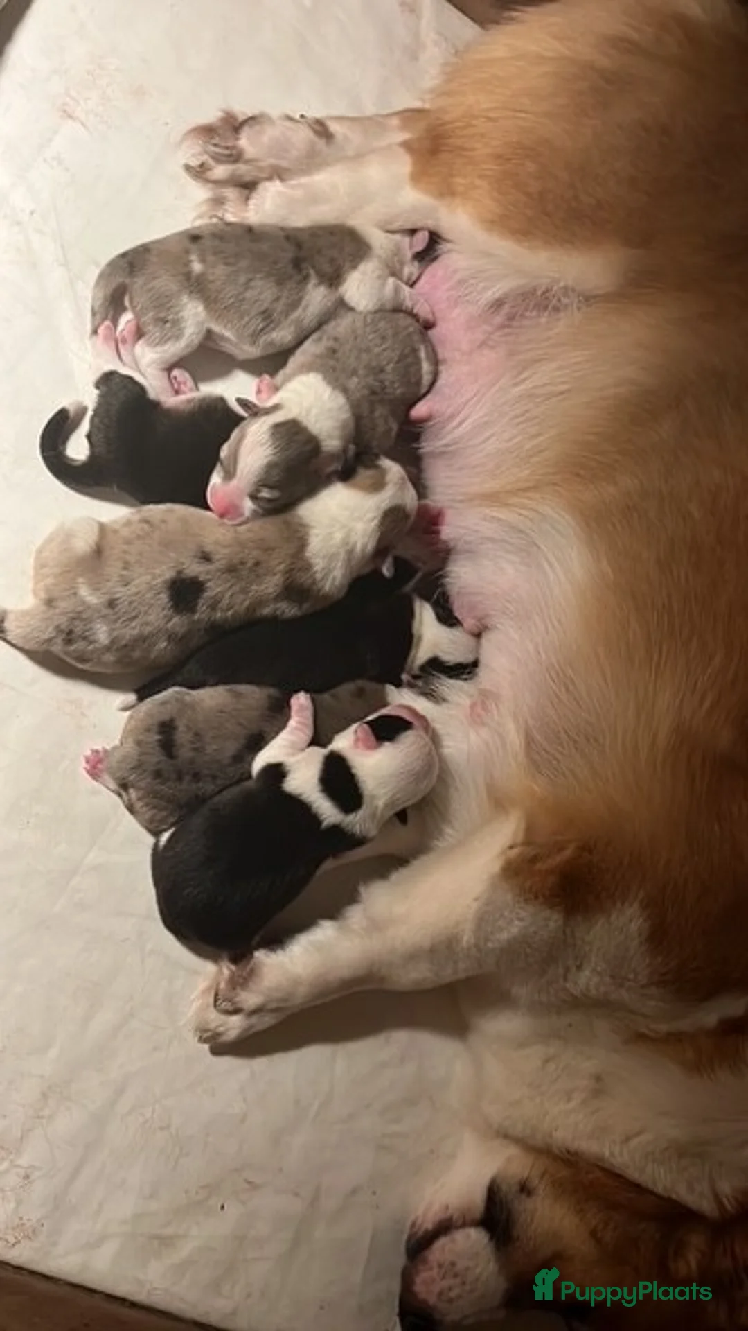 Welsh Corgi Cardigan honden te koop: Lief nestje met corgi pups beschikbaar - Advertentie 3