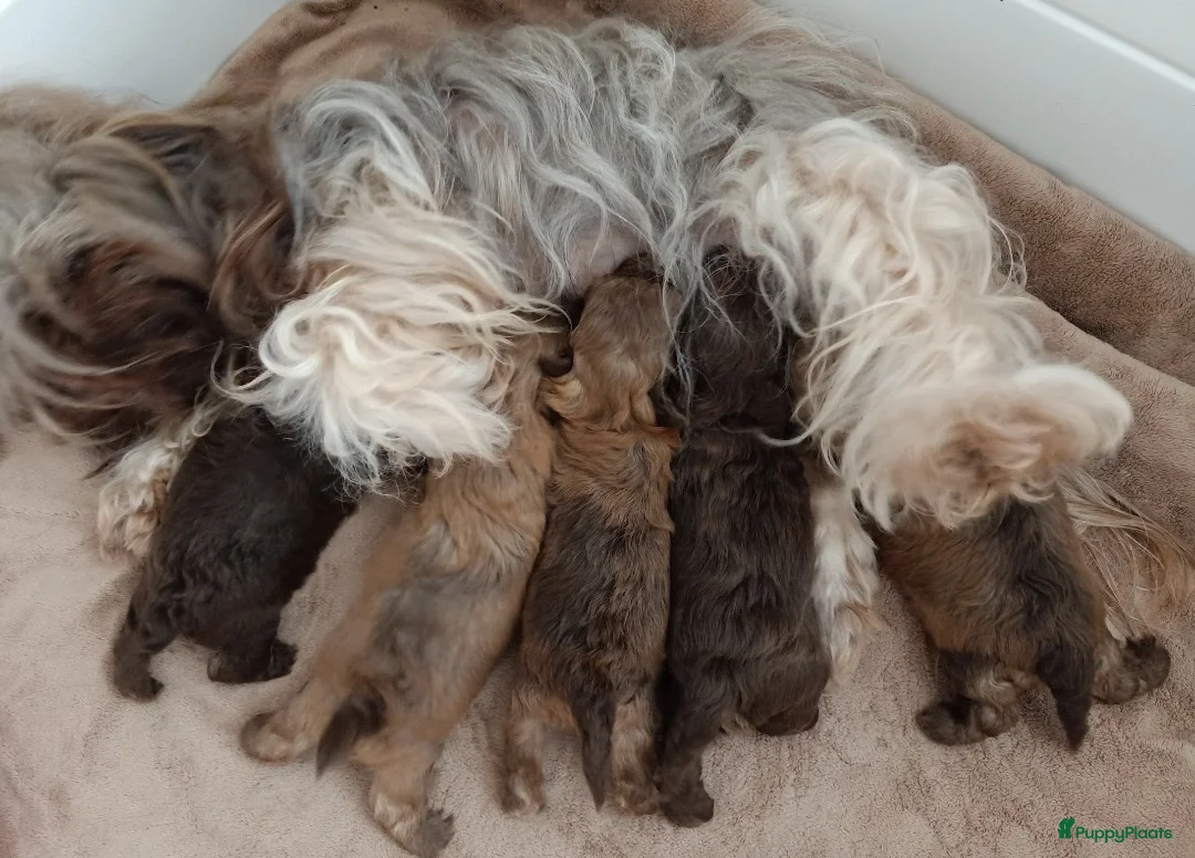 Bolonka Zwetna honden te koop:  We hebben nog 1 ♂️ bolonka zwetna beschikbaar  - Advertentie 7