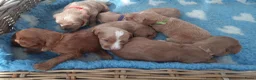 Australian Labradoodle honden te koop: Australian Labradoodle pups WALA stamboom  - Advertentie 18