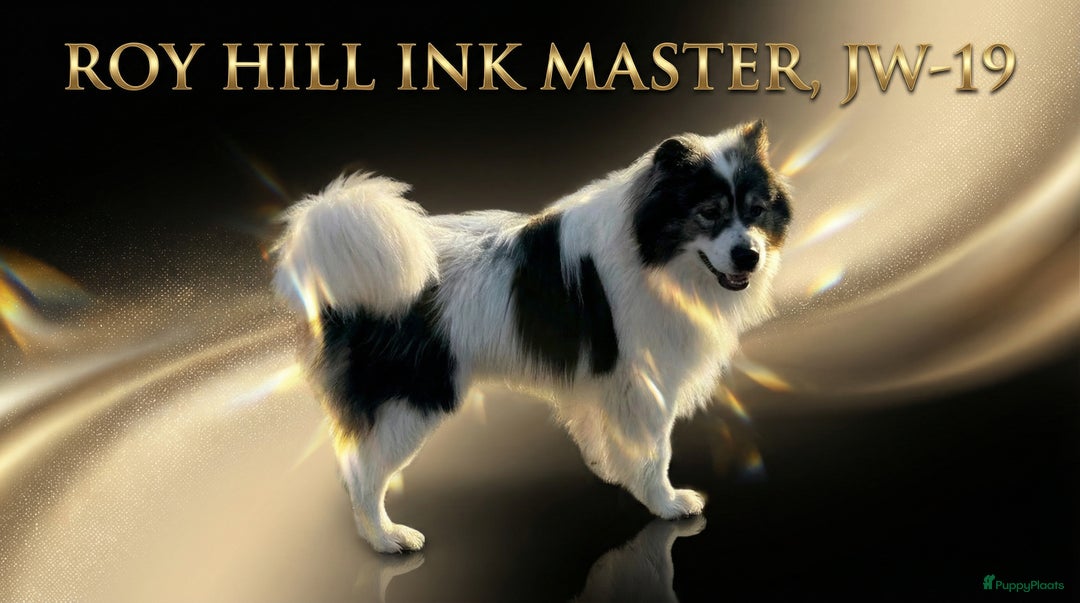 Thai Bangkaew Dog honden te koop: Thai Bangkaew Dog puppies - Advertentie 13