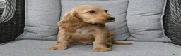 Engelse Cocker Spaniel honden te koop: Engelse Cocker Spaniel pups - Advertentie 7