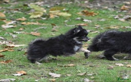 Pomeriaan honden te koop: 6(nog 2)Prachtig gekleurde kleine Pommeriaantjes!  - Advertentie 6