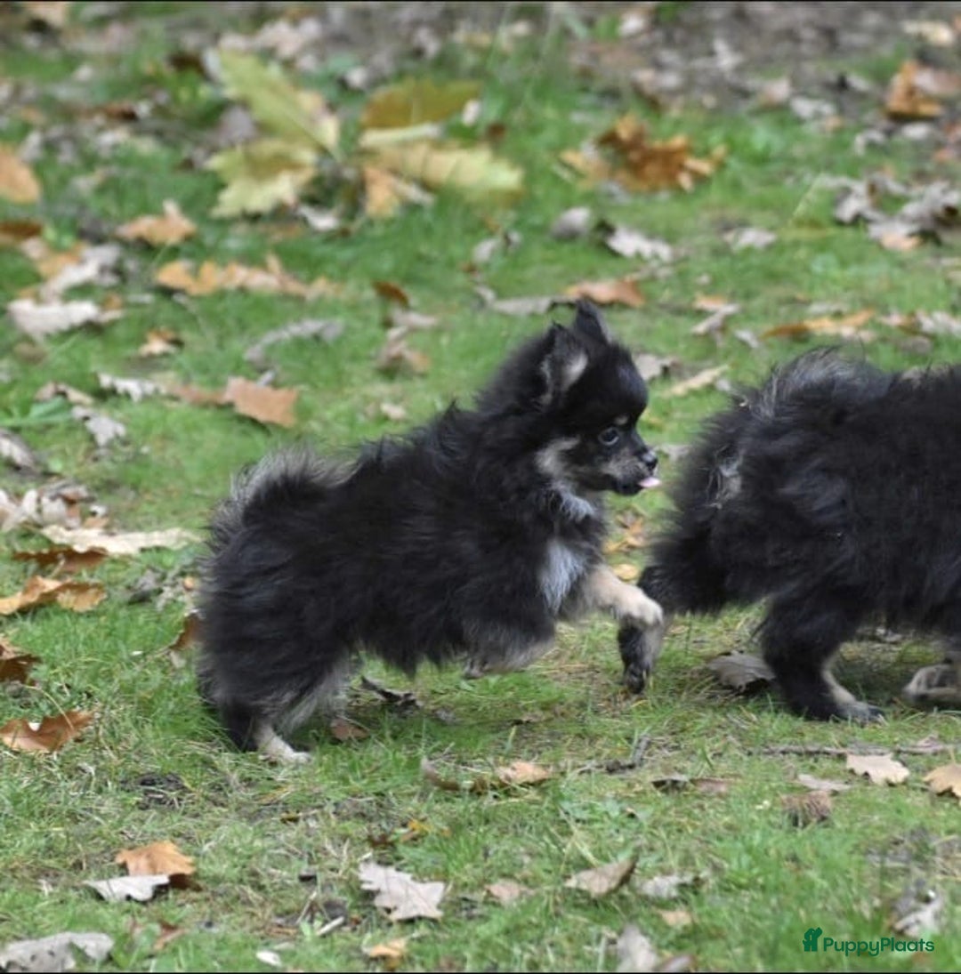Pomeriaan honden te koop: 6(nog 2)Prachtig gekleurde kleine Pommeriaantjes!  - Advertentie 6