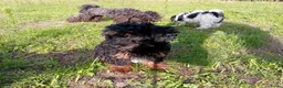 Kruising honden te koop: Dwergpoedel x Boompoo pups  - Advertentie 18