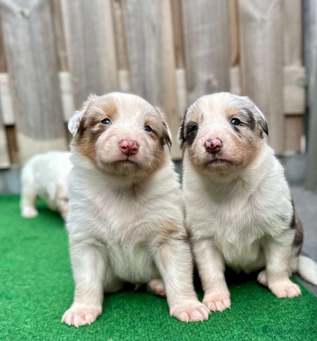 Australian Shepherd honden te koop: Mooie Australian shepherd pups in Bunschoten-Spakenburg - Afbeelding 3
