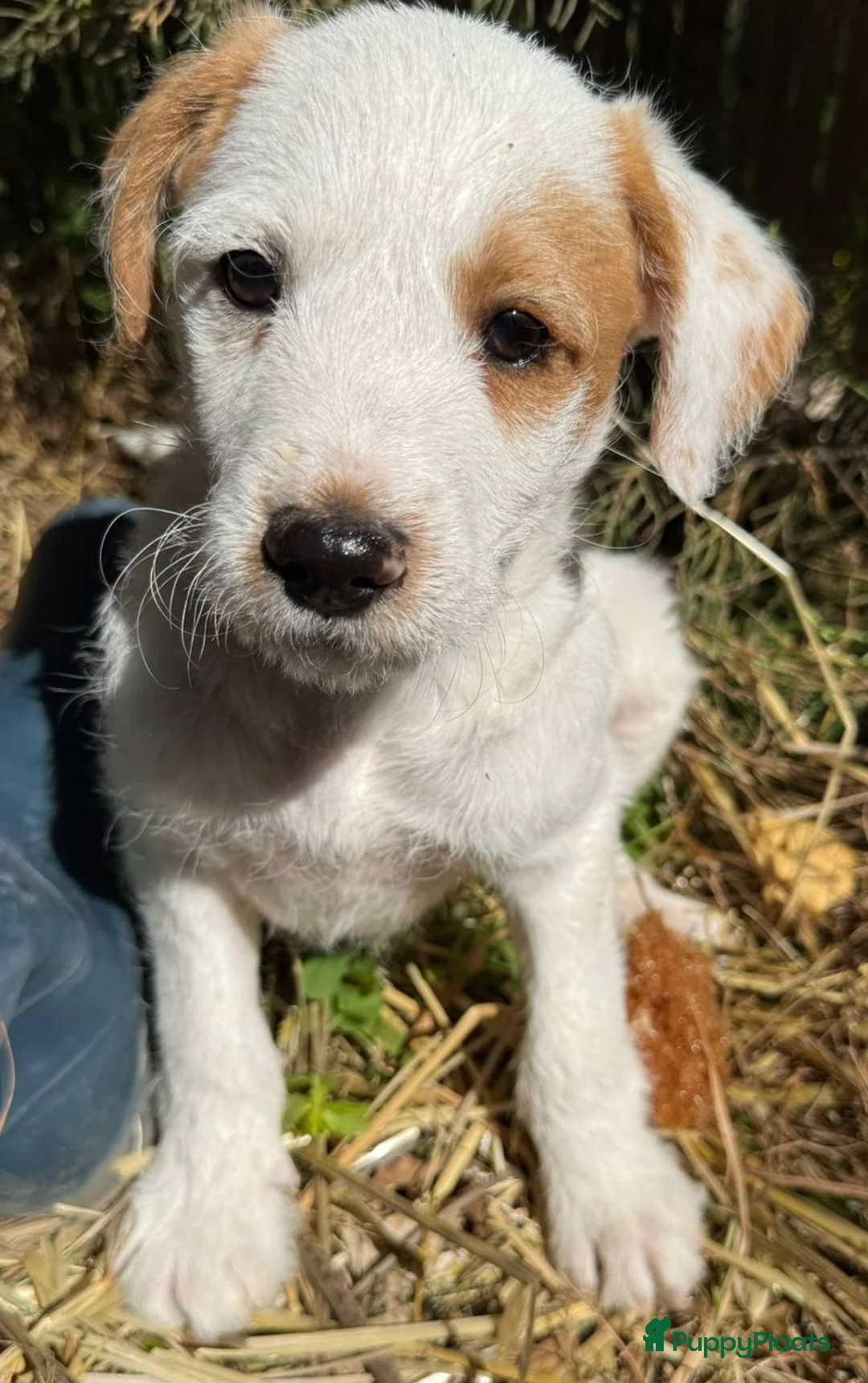 Kruising honden ter adoptie: Gomie zoekt zijn gouden mandje een vriendje - Advertentie 1