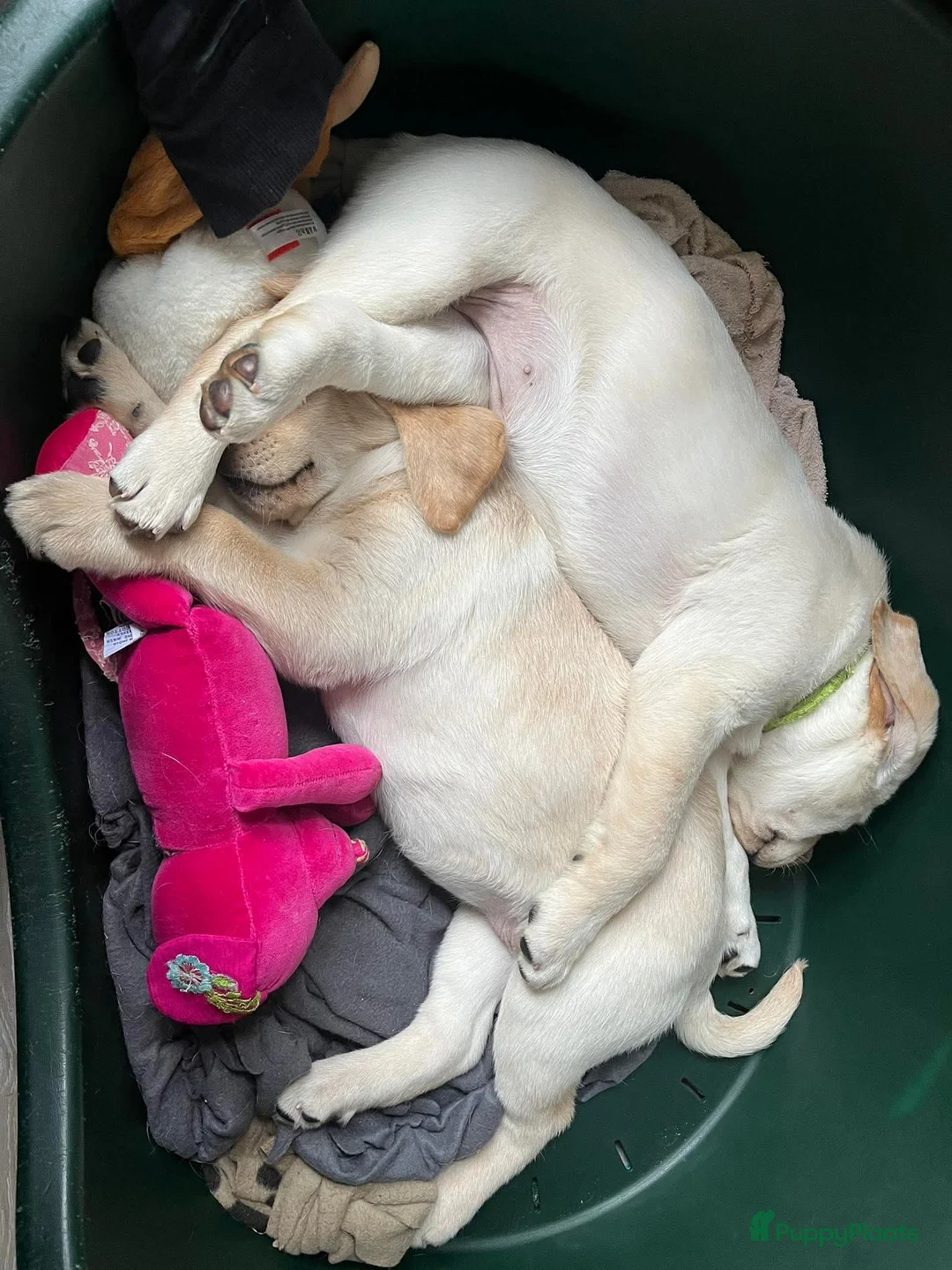 Labrador Retriever honden te koop: Nog 1 teefje beschikbaar - Advertentie 4