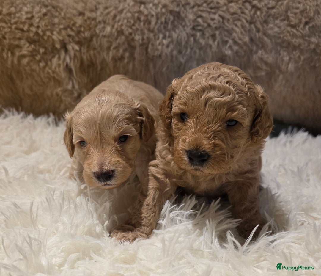 Goldendoodle honden te koop: Goldendoodle multigen middenslag reu te koop - Advertentie 3