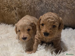 Goldendoodle honden Goldendoodle multigen middenslag reu te koop - Advertentie 1