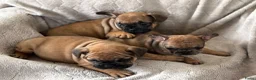 Franse Bulldog honden te koop: Franse Bulldog pups - Advertentie 15