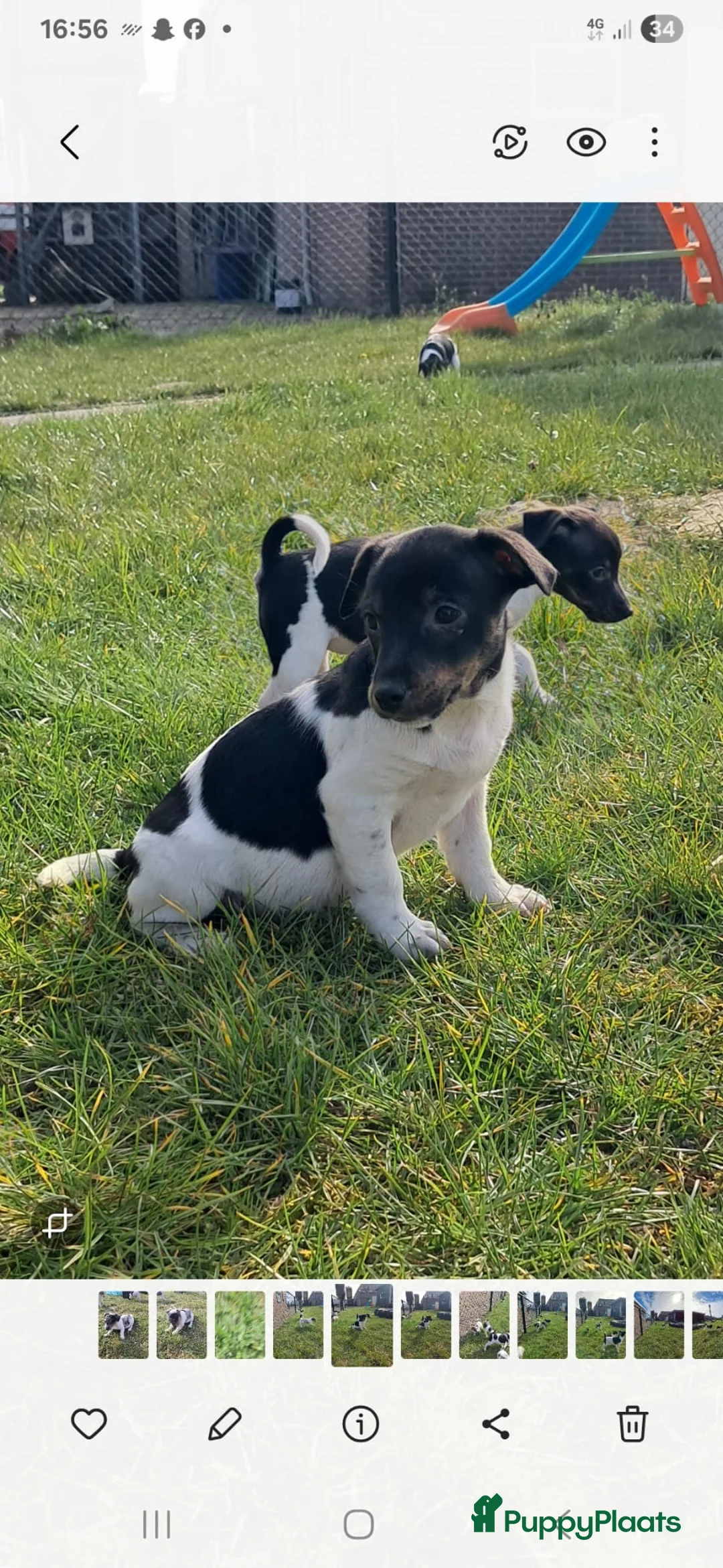 Jack Russel Terriër honden te koop: Prachtige Jack Russell pups in Breda - Advertentie 2