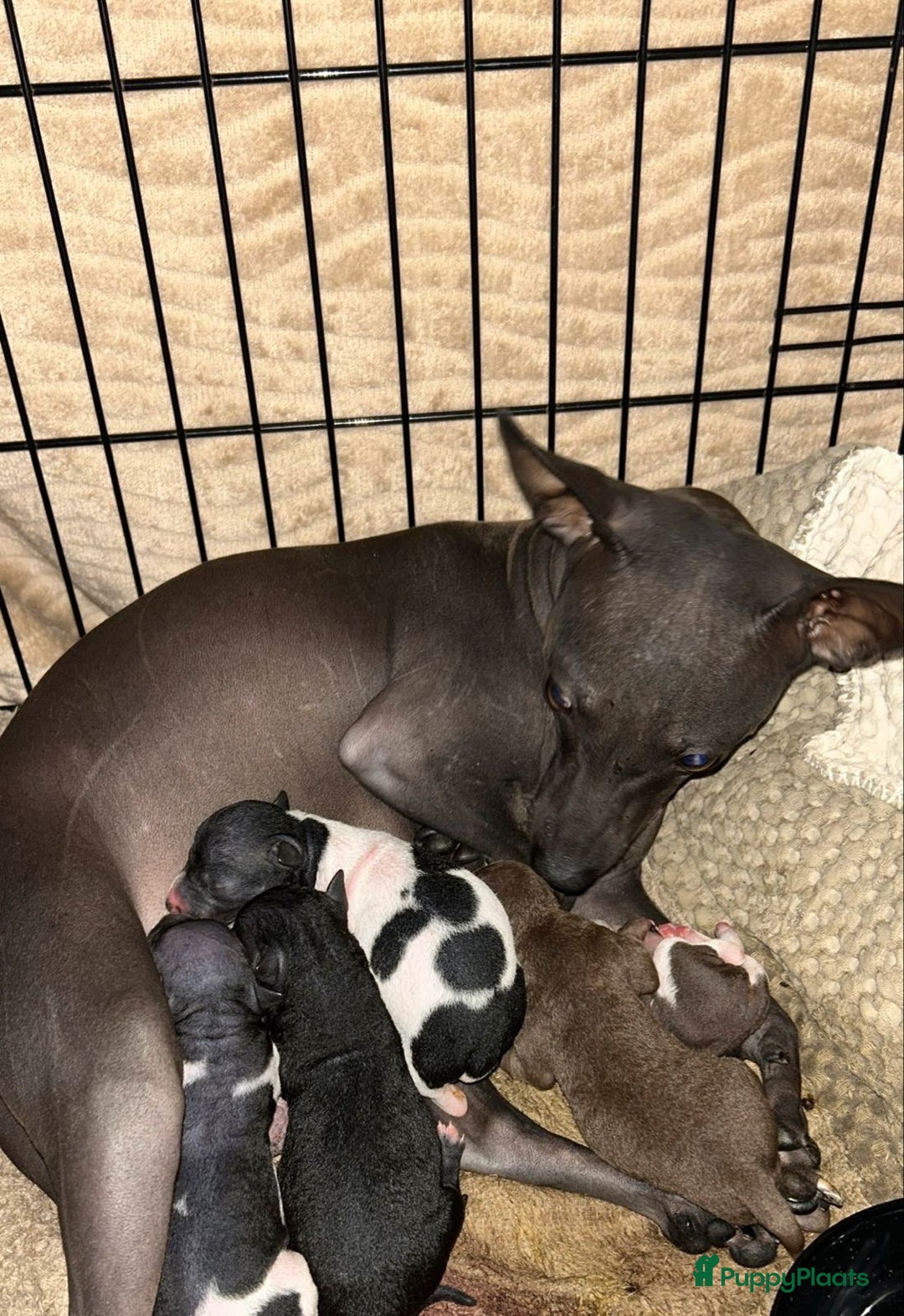 Amerikaanse Naakthond honden te koop: Te koop Amerikaanse naakthond reu  - Advertentie 3