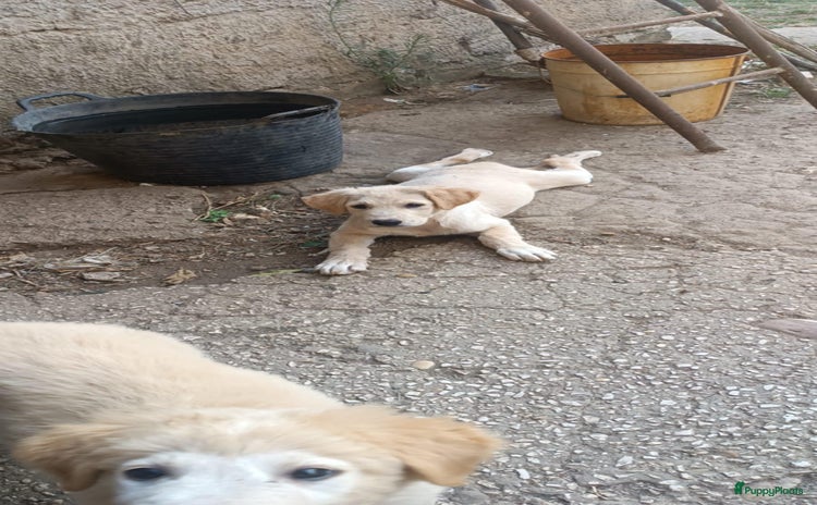 Kruising honden - Advertentie 11