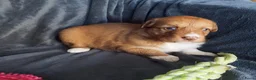 Kruising honden te koop: Border collie x nova scotia duck toller ret. pups - Advertentie 7
