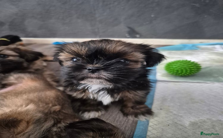 Shih Tzu honden - Advertentie 2