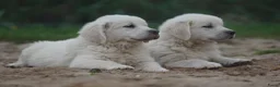 Golden Retriever honden te koop: Golden Retriever Pups met Stamboom. - Advertentie 3