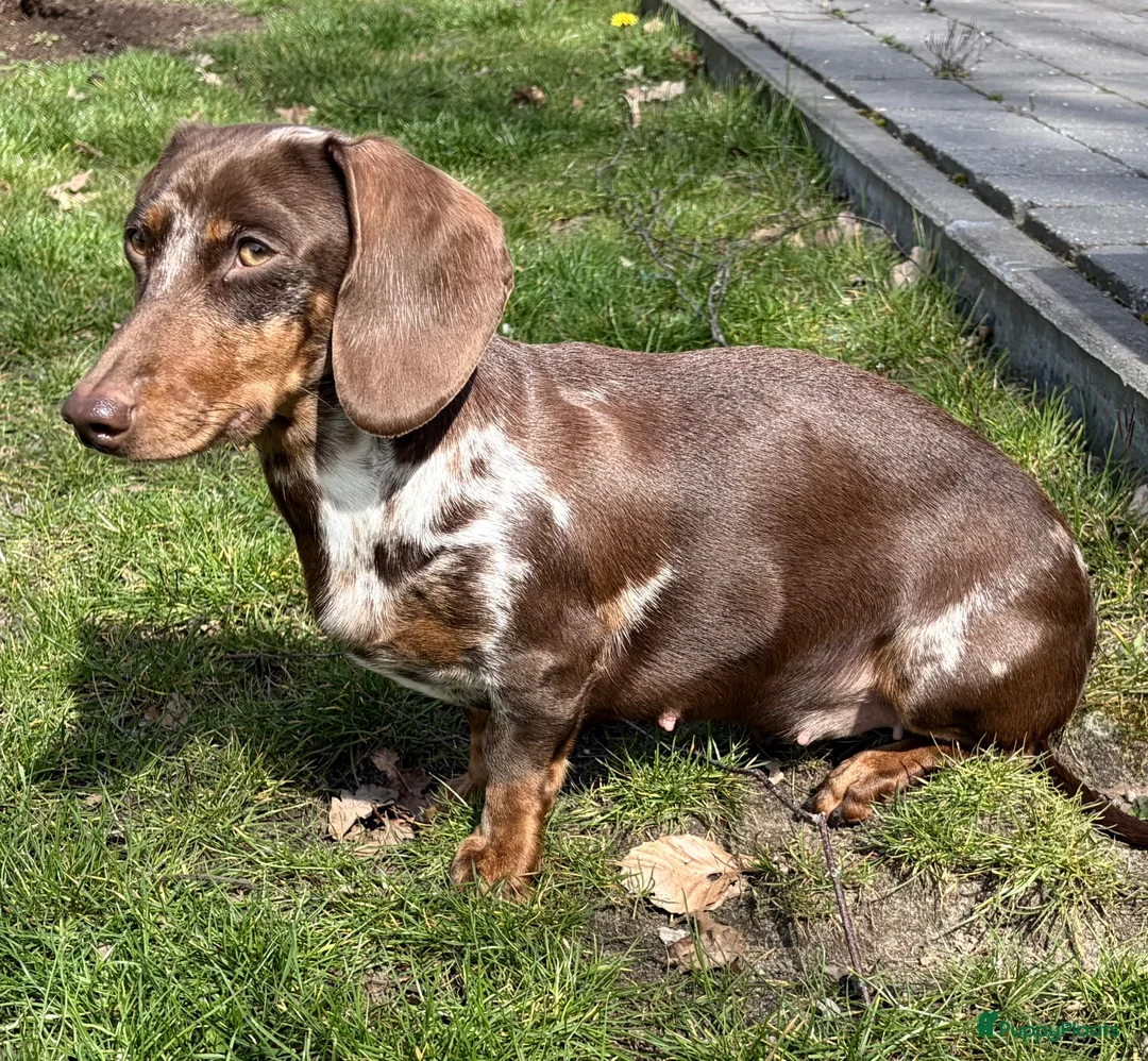 Kruising honden te koop: 💕 Mini Teckel Pupje Beschikbaar–Blue Merle Teefje - Advertentie 1