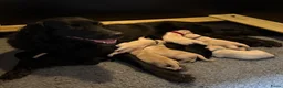 Goldador honden te koop: Golden retriever pups in Swifterbant - Advertentie 3