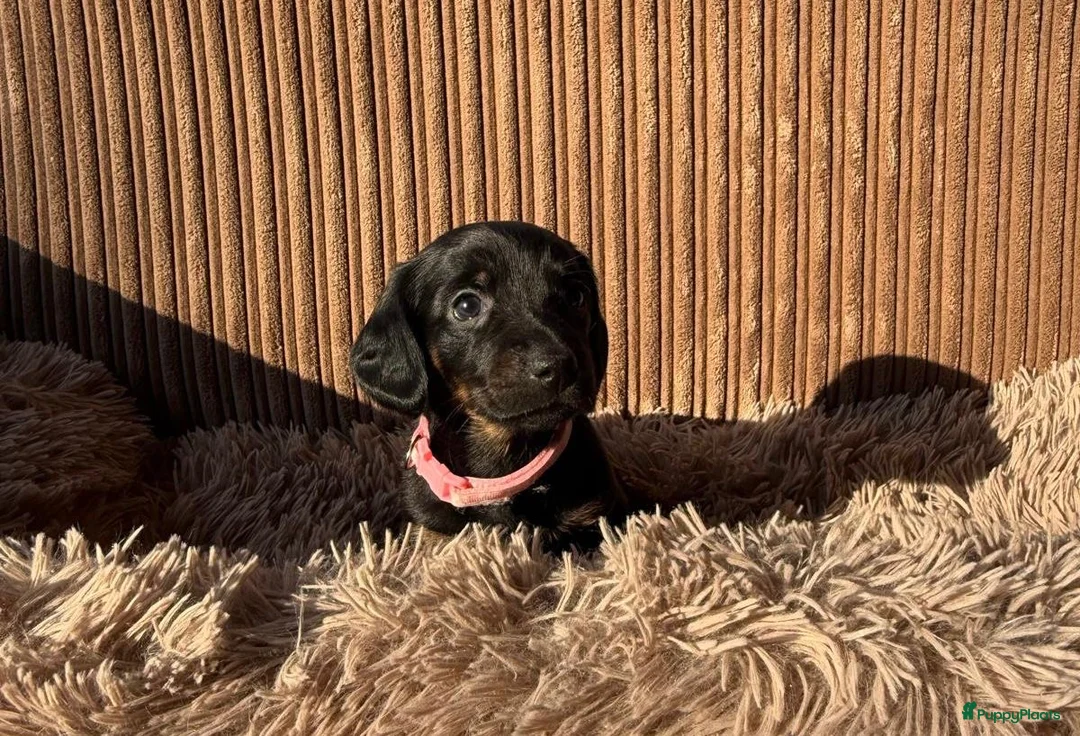 Teckel (korthaar)  honden te koop: Teckel pups - Advertentie 14