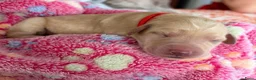 Labradoodle honden te koop: Laatste labradoodle teefje  - Advertentie 15