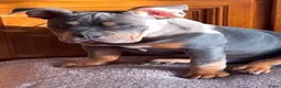 Amerikaanse Bully honden te koop: American Bully pups verwacht (GETEST)  - Advertentie 19