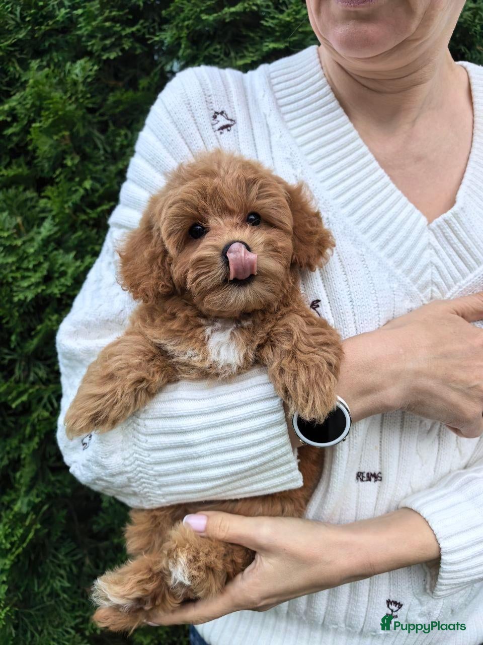 Maltipoo honden Maltipoo pups - Advertentie 9