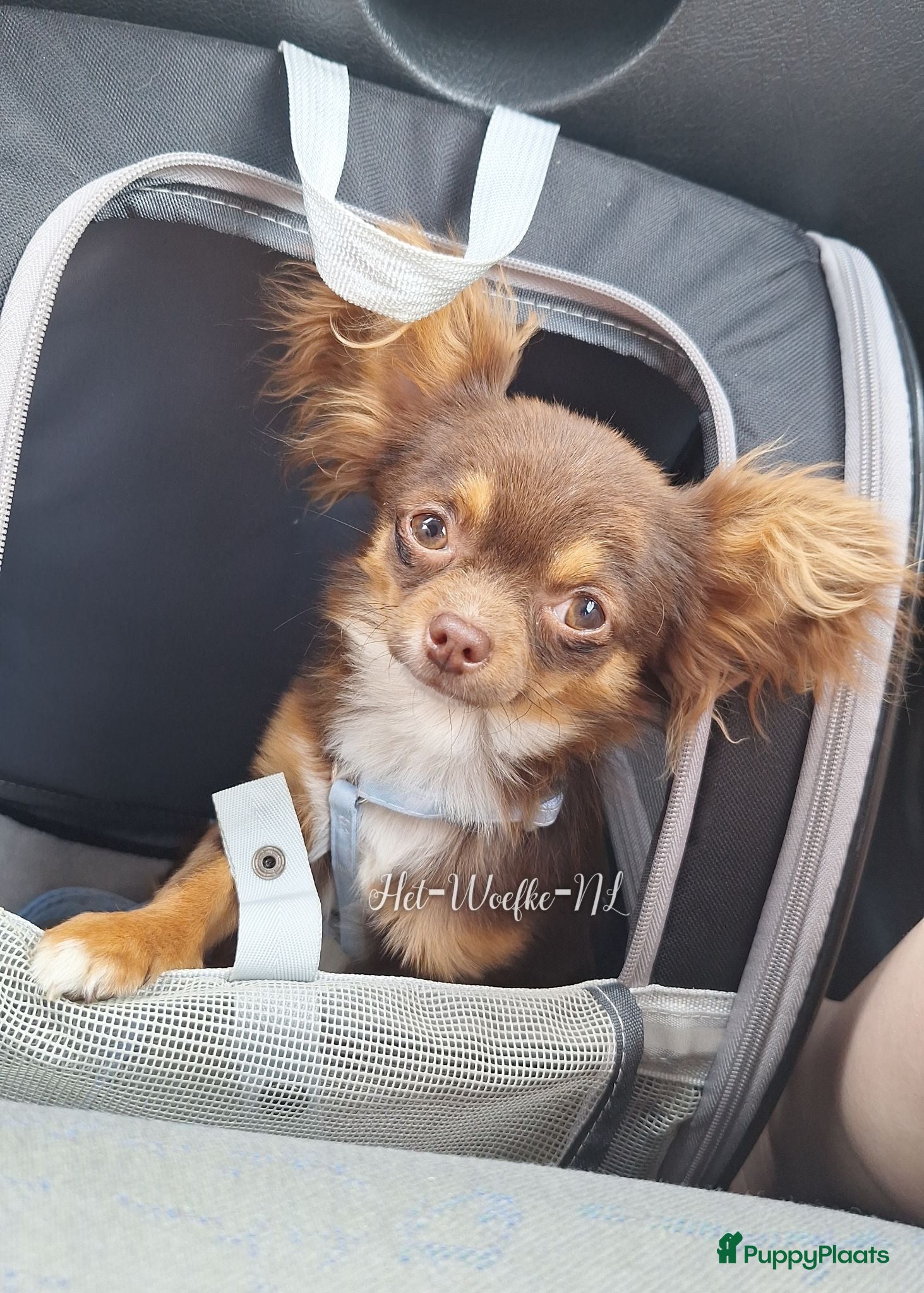 Chihuahua honden Sjefke 🩵 Chihuahua dekreu - Advertentie 3