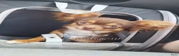 Chihuahua honden ter dekking: Sjefke 🩵 Chihuahua dekreu - Advertentie 1