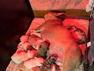 Franse Bulldog honden Franse Bulldog pups - Advertentie 4