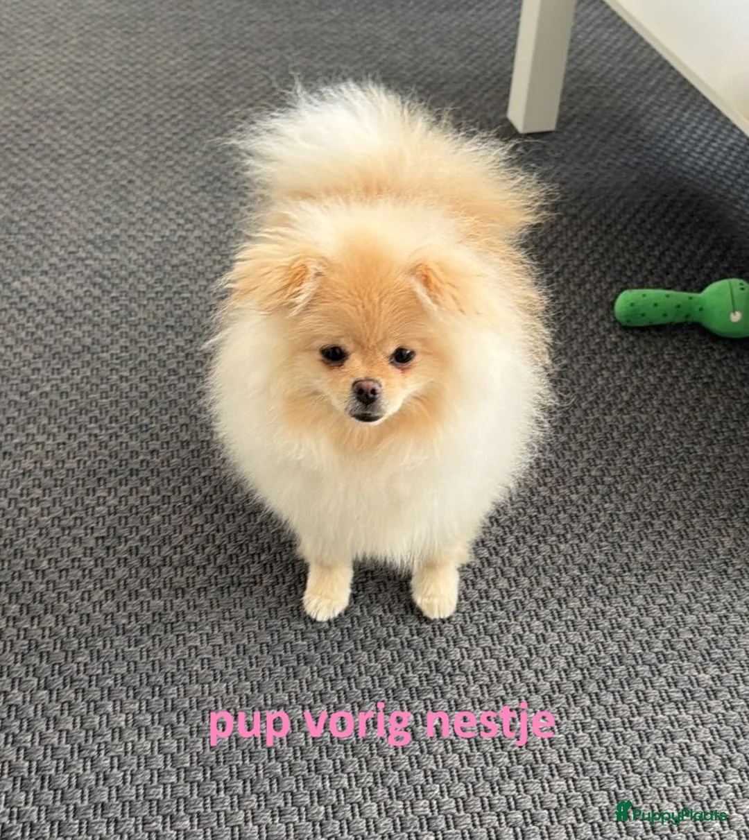 Pomeriaan honden te koop: Pomeriaanpups - Advertentie 5