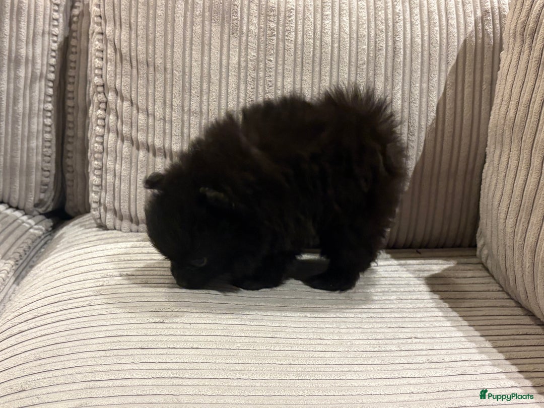 Pomeriaan honden te koop: Pomeriaan pups  - Advertentie 4