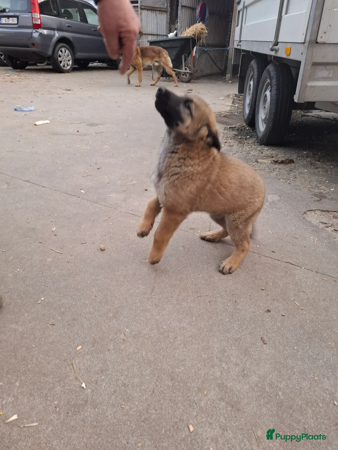 Kruising honden te koop: Mechelse x Duitse Herder pup 8 weken  in Maastricht - Advertentie 2