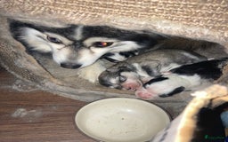 Pomsky honden te koop: F2 Pomsky pups in Zeewolde - Afbeelding 10
