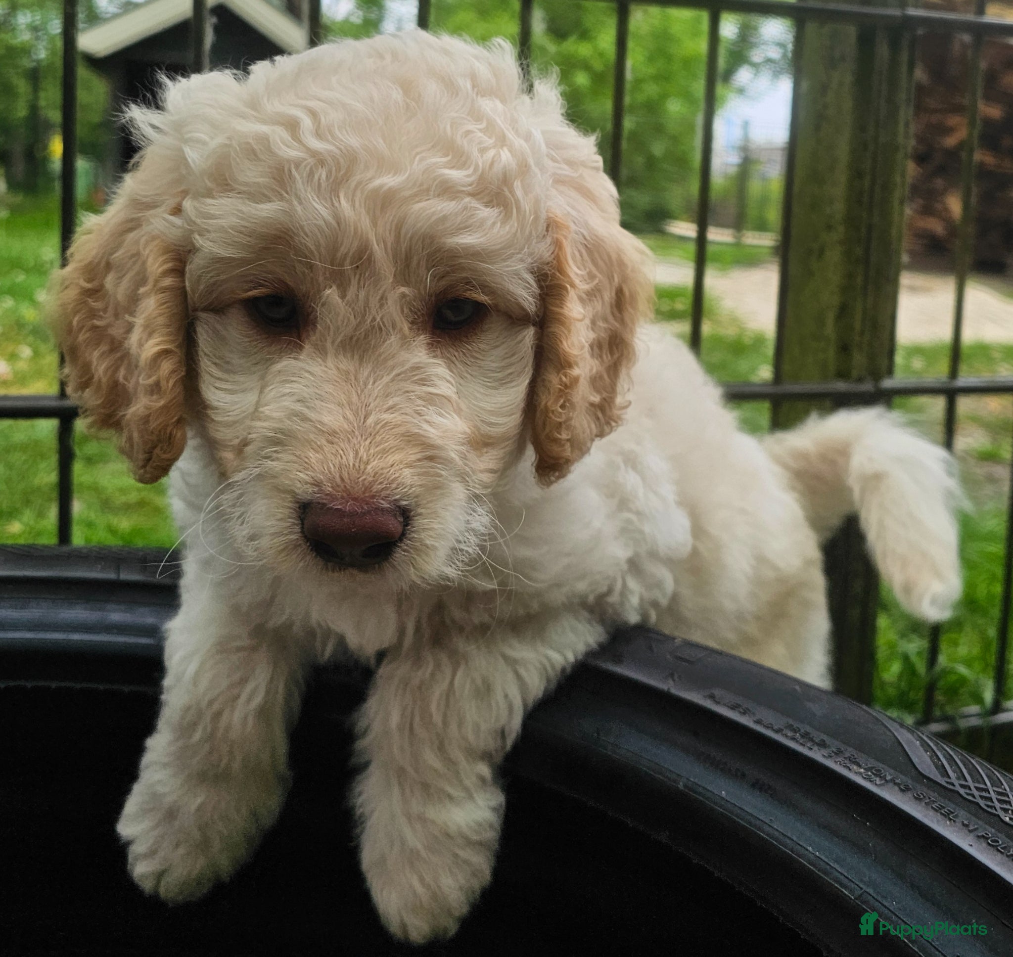 Kruising honden Nog 1 wit medium doodle teefje 🩷🐾🩷 - Advertentie 2