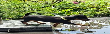 Dwergpinscher 4