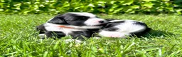 Tibetaanse Terriër honden te koop: Lieve Tibetaanse Terriër pups met stamboom  - Advertentie 1