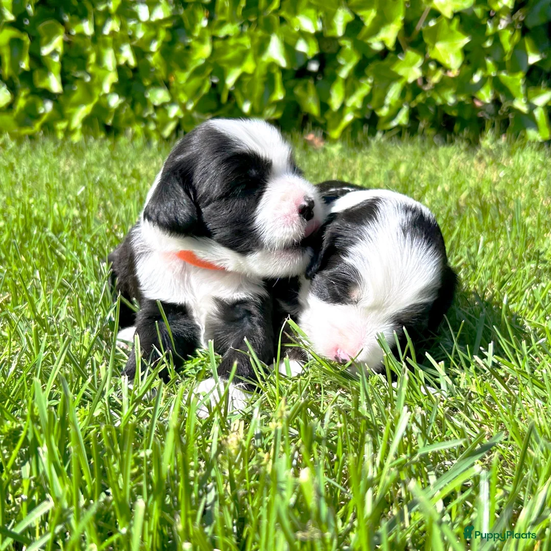 Tibetaanse Terriër honden te koop: Lieve Tibetaanse Terriër pups met stamboom  - Advertentie 1