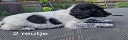 Friese Stabij honden te koop: Sasha en haar puppy's - Advertentie 15