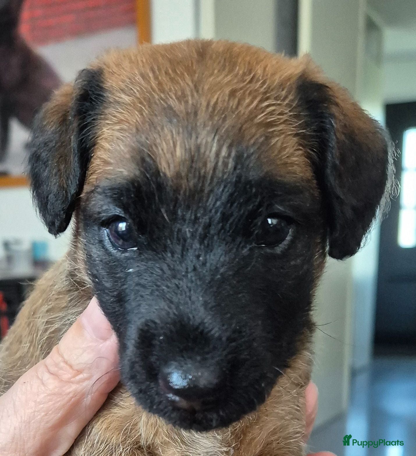 Border Terriër honden WESTFALEN TERRIER  1 REU BESCHIKBAAR  - Advertentie 11