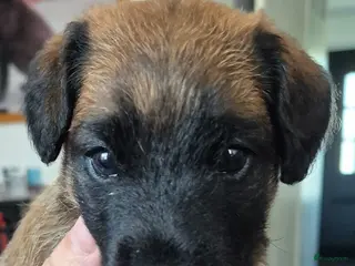 Border Terriër honden WESTFALEN TERRIER 1 REU BESCHIKBAAR - Advertentie 11