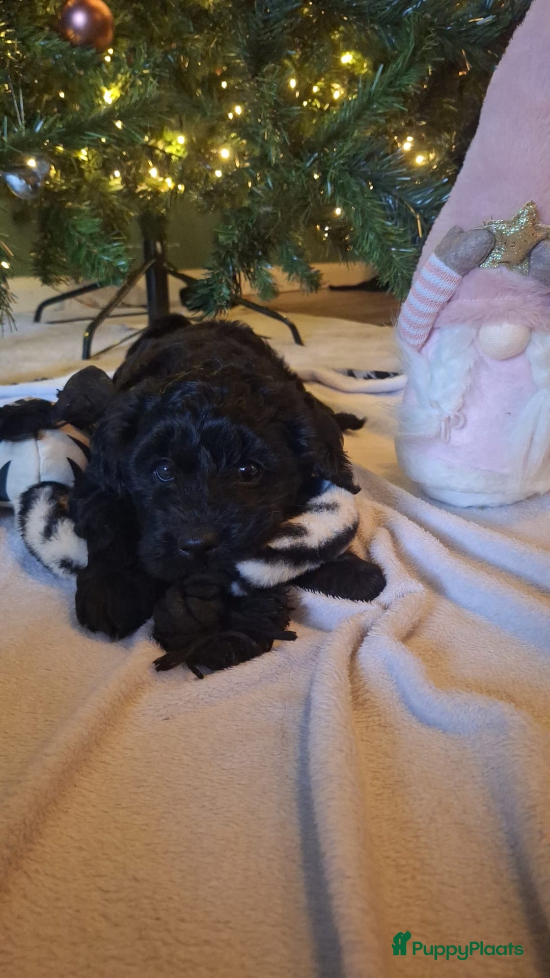 Goldendoodle honden te koop: Goldendoodle teefje - Advertentie 6