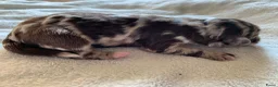 Labradoodle honden te koop: 6 prachtige Labradoodle puppy’s beschikbaar - Advertentie 10